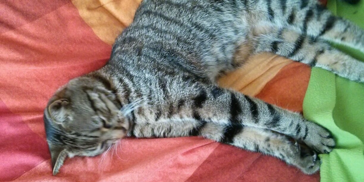 🇵🇸Owned by cats and horses 🐱🐾🐎 banner