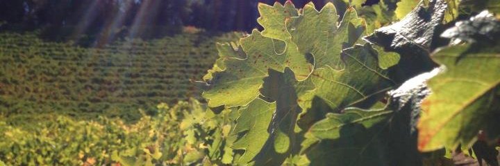 Marram Wines banner