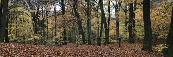 ConchaCeleste Profile Banner