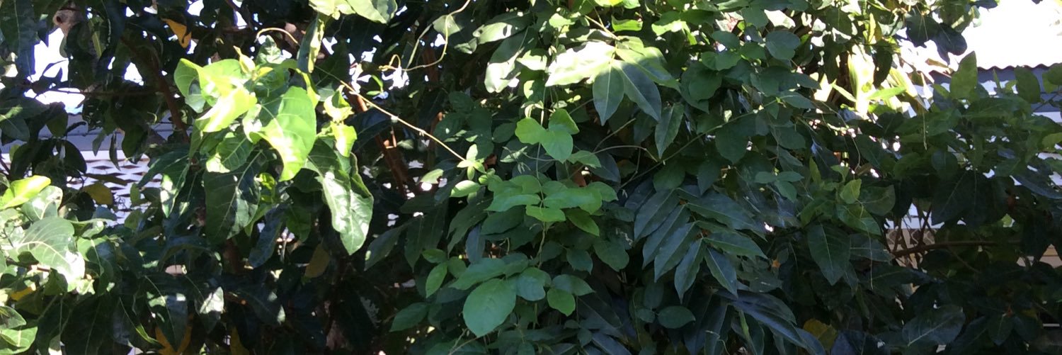 ewilk25's profile banner image
