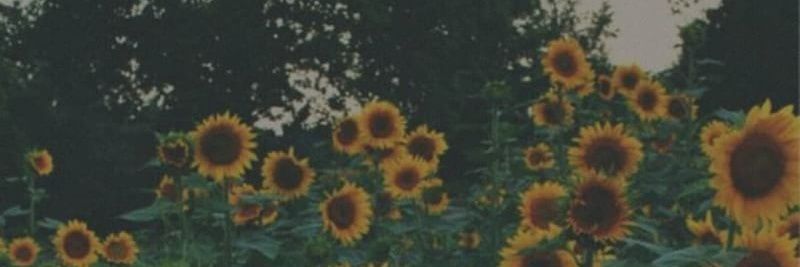 ervianapsp's profile banner image