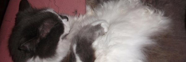 robertalerici Profile Banner