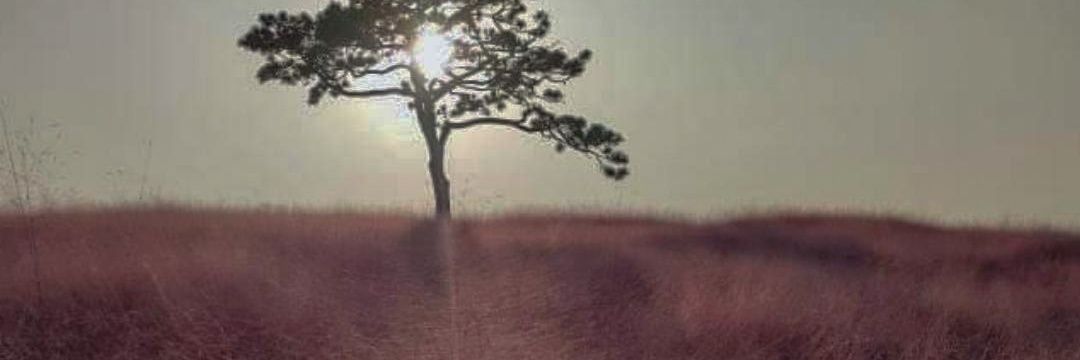 NurasTiti's profile banner image
