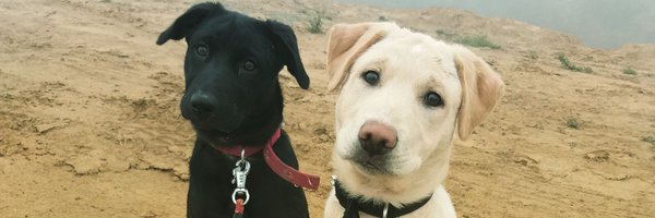utterflea Profile Banner
