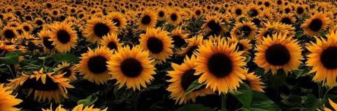 Shatadi_Phalane banner