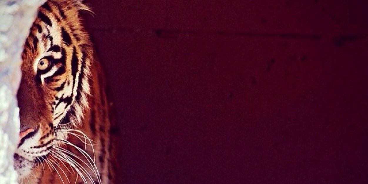 dr_fatto's profile banner image