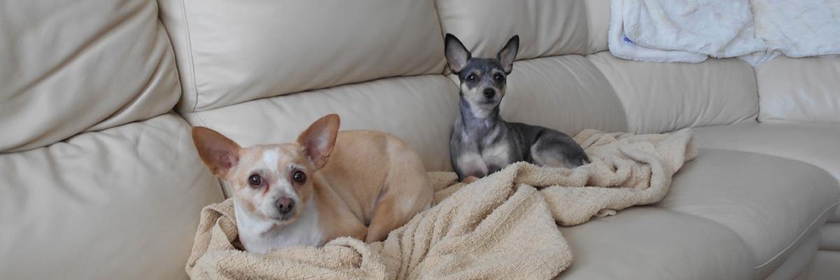 TrishParr.com 🇨🇦 banner