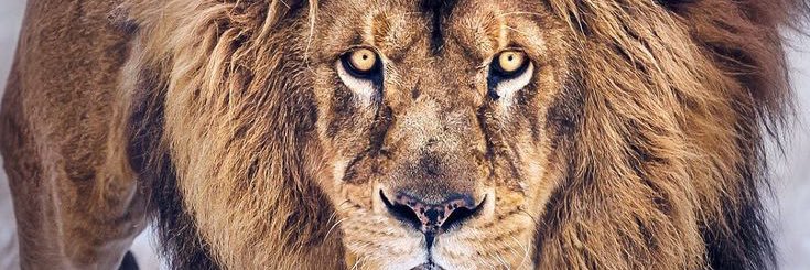 Chuck_1906's profile banner image
