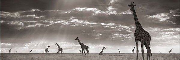 Itzel Ramírez banner