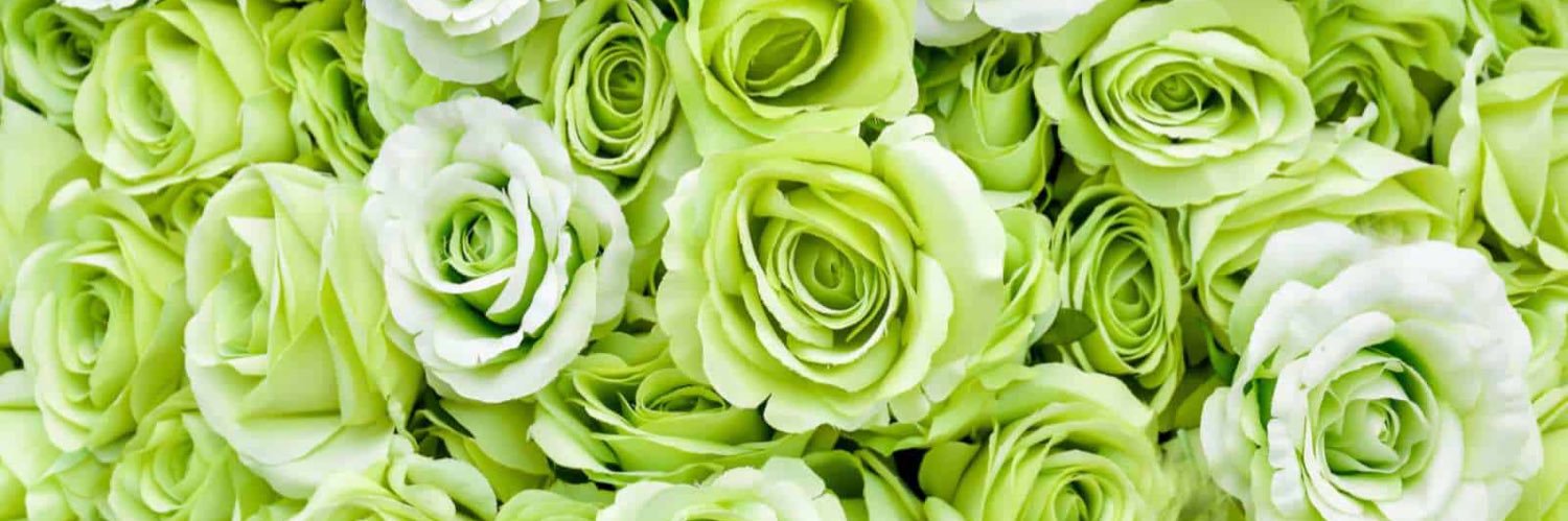 DBellaaaa's profile banner image