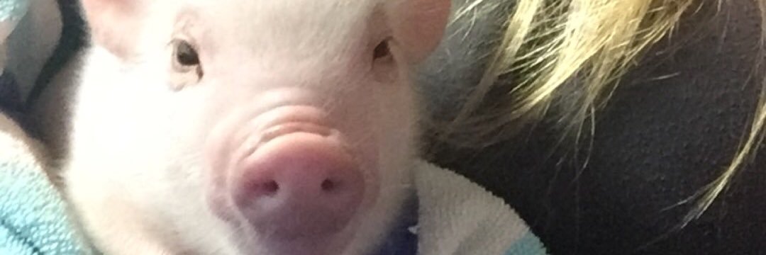 cassieodquist's profile banner image