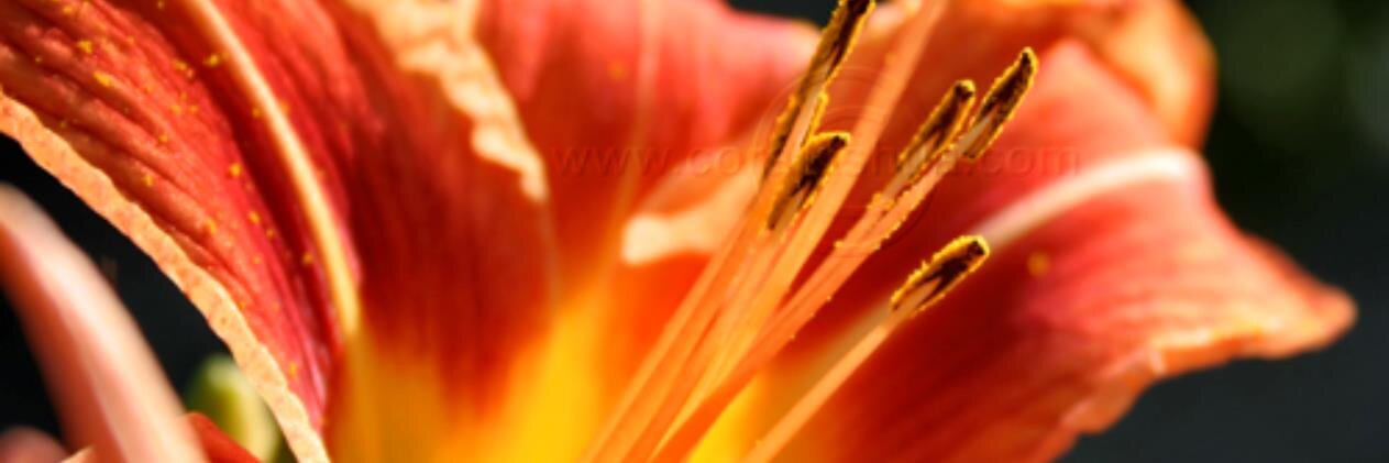 JeanneMance's profile banner image
