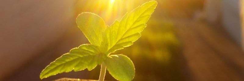 Jorge Meneses S. banner