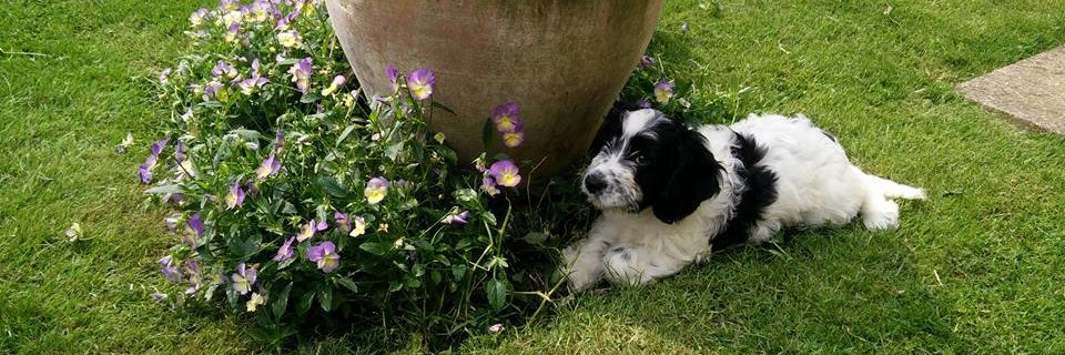 Natasha__Hope's profile banner image