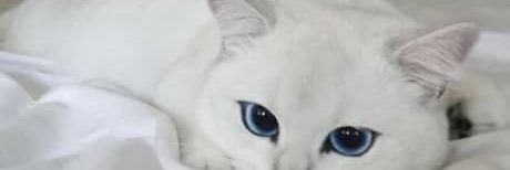 hasnaoca's profile banner image