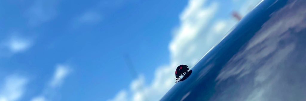 ぬこ／イチカロッカ banner