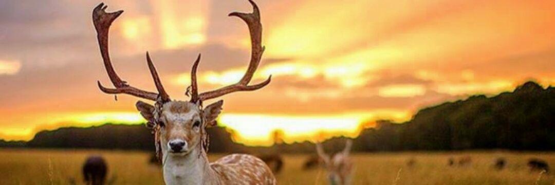 allihilt's profile banner image