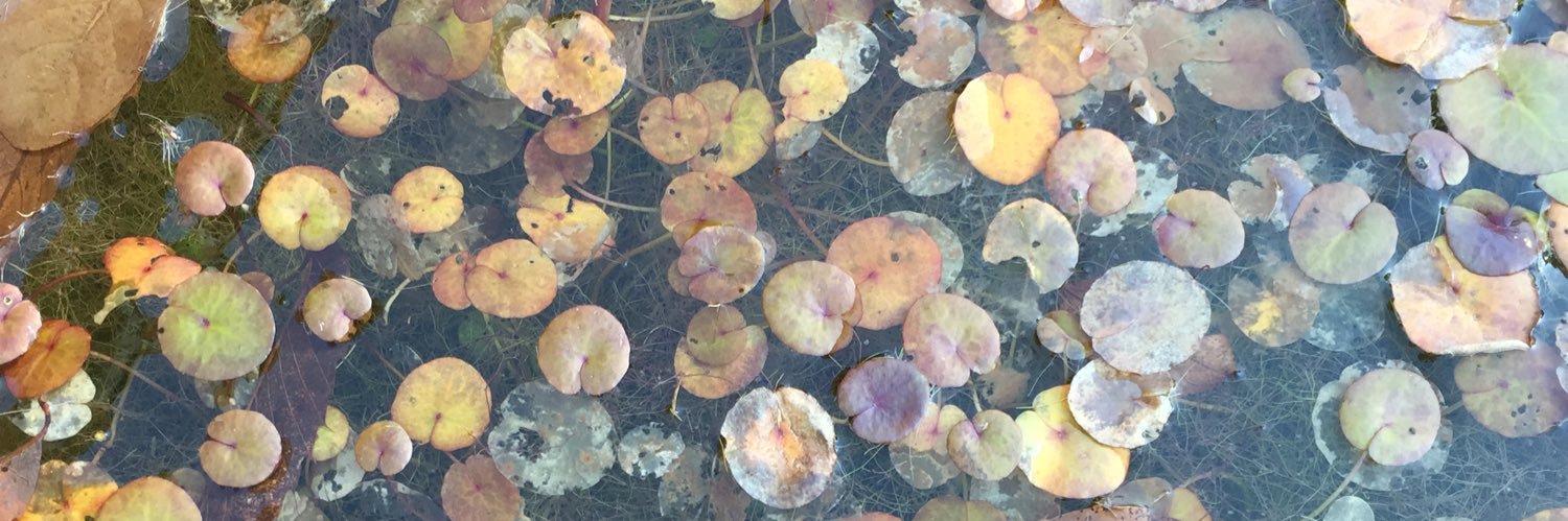 ねとでいん banner