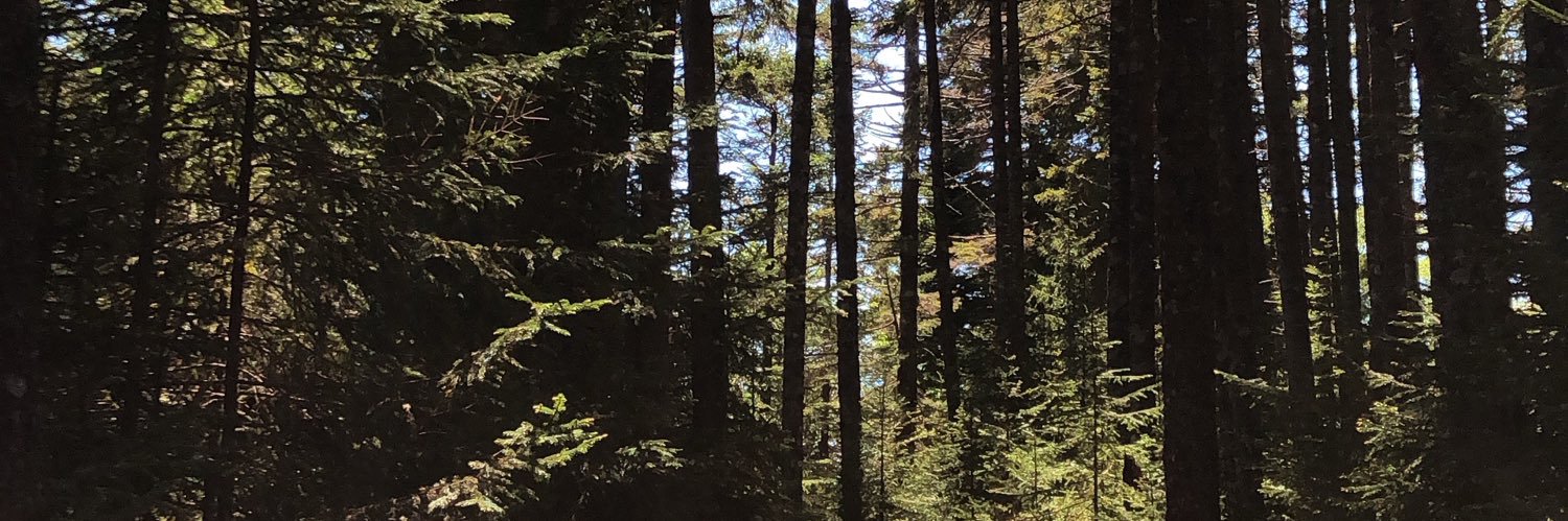 Julia_Crowe's profile banner image