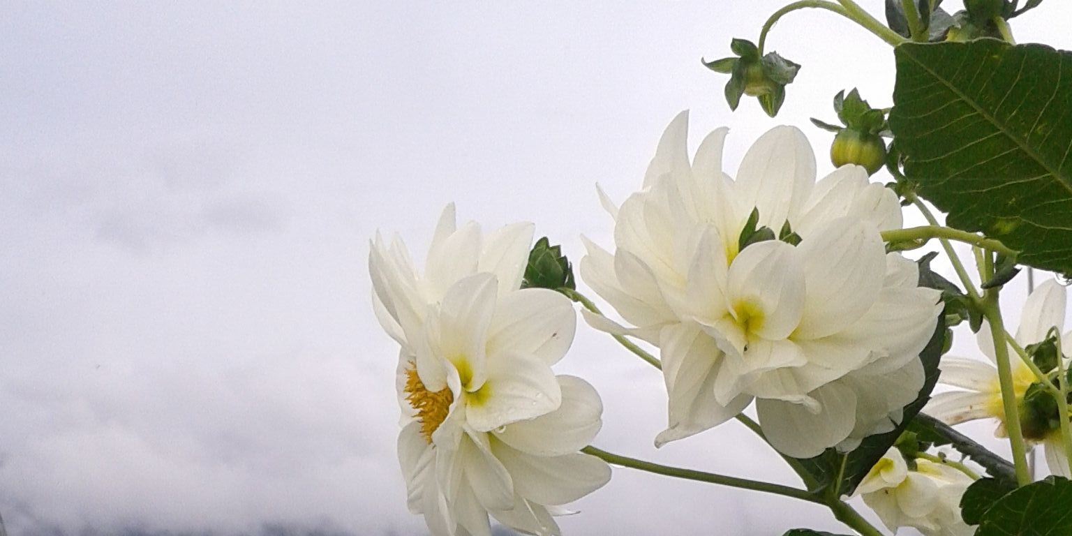 thu_widhia's profile banner image
