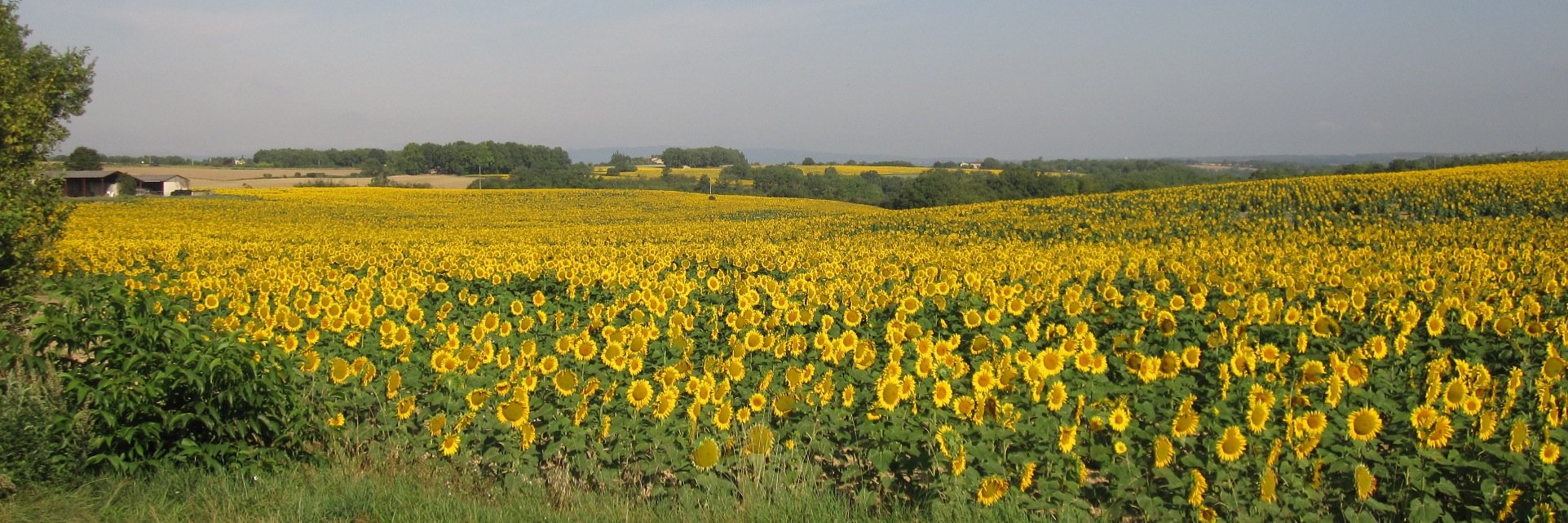 GZwanenburg's profile banner image
