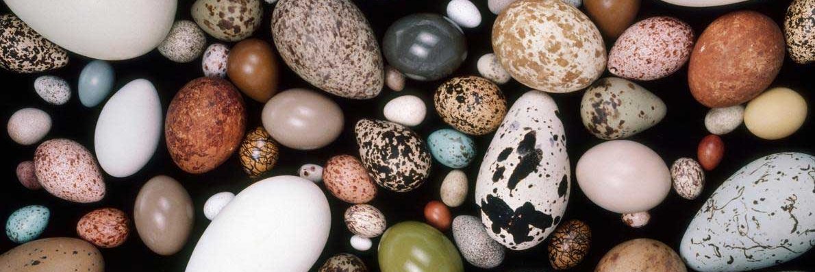 くろいぬちゃん™🐾🍉 banner