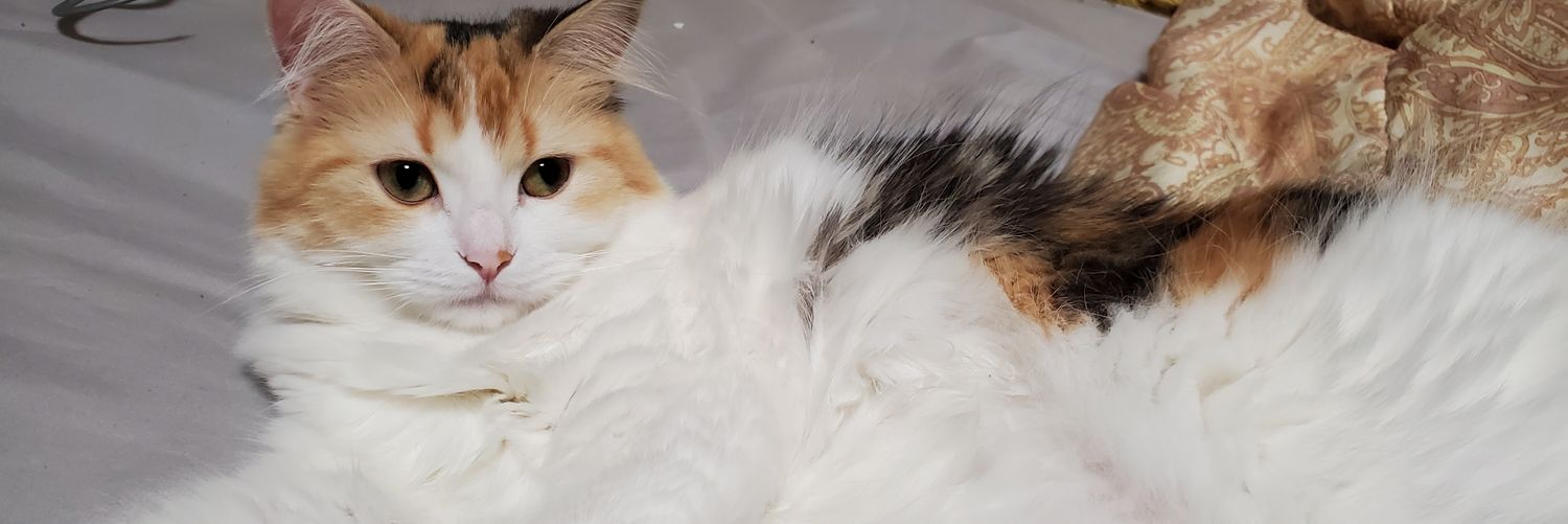shouldersato's profile banner image