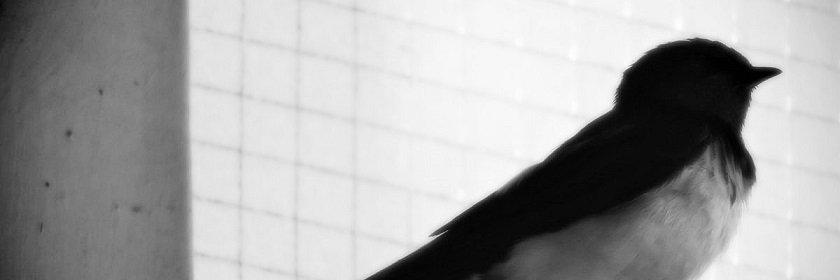 moonbird_'s profile banner image