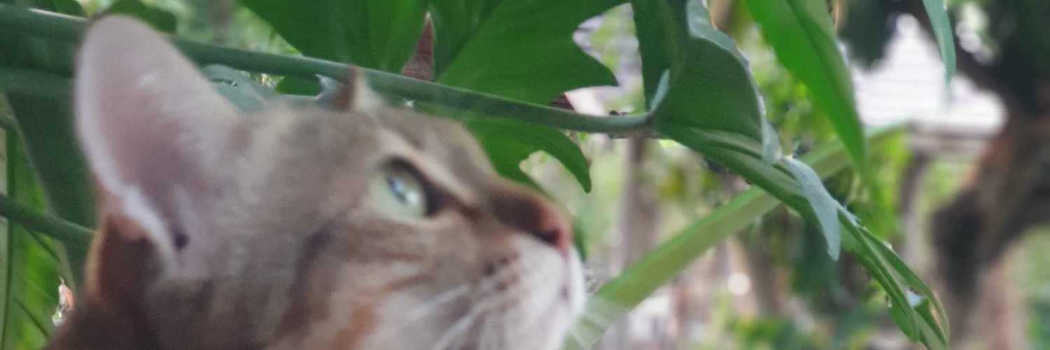 maime17's profile banner image
