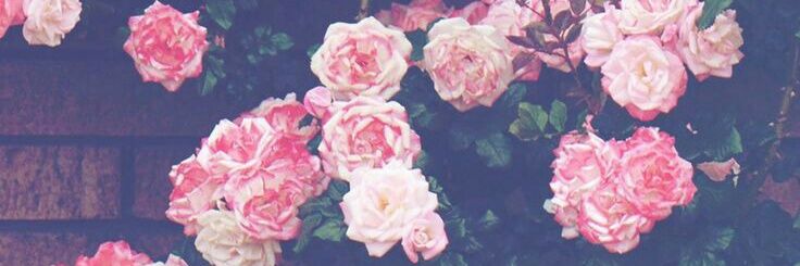 Gabrielaa235's profile banner image