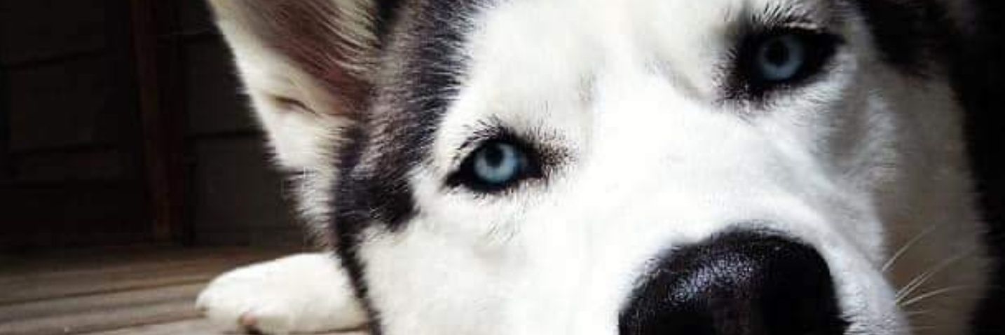 sully2x's profile banner image
