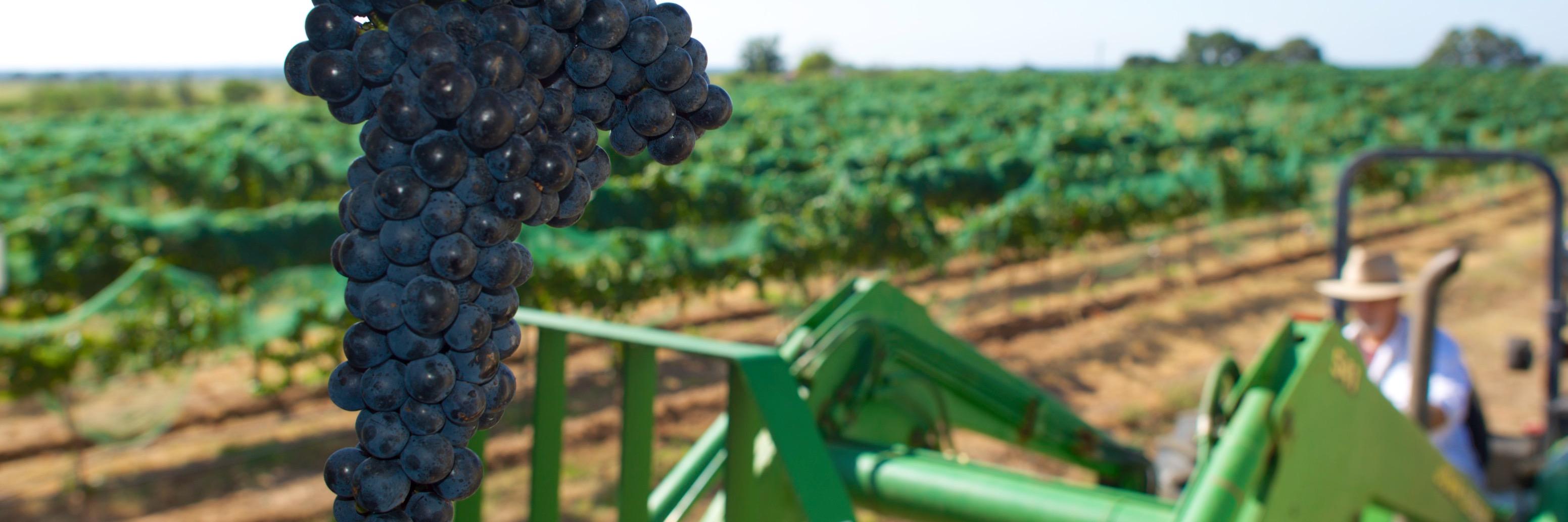 Robert Clay Vineyards banner