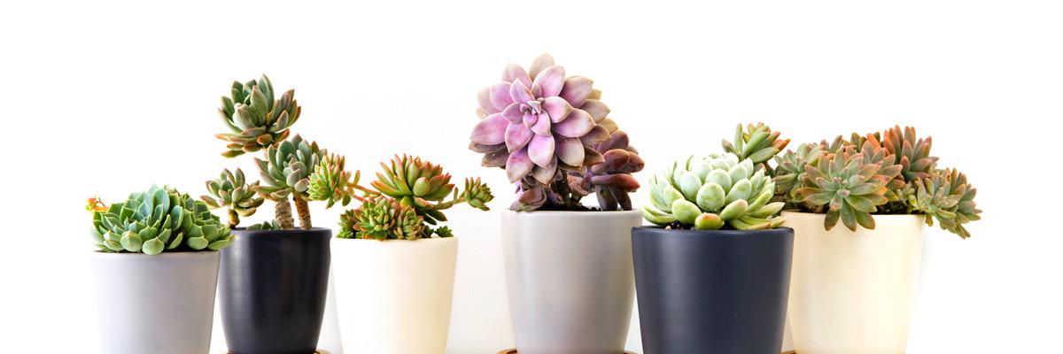 giustinafoschia's profile banner image