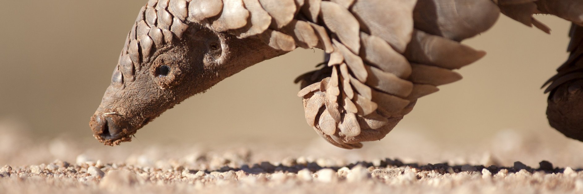 SanWild Wildlife Trust banner