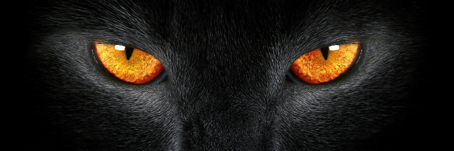 rmorgado100's profile banner image