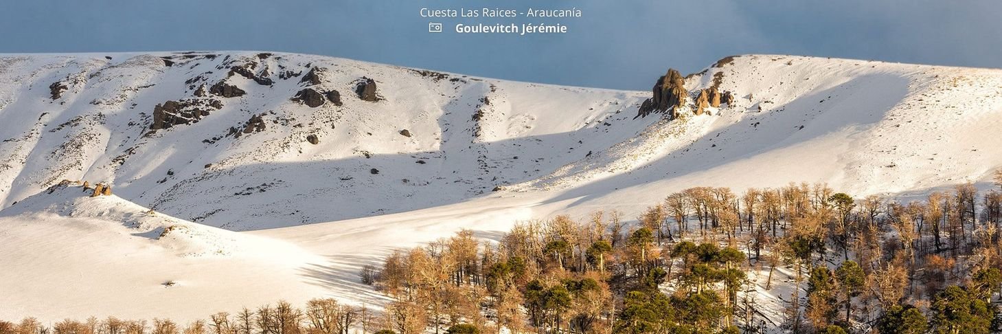 RedAraucania banner