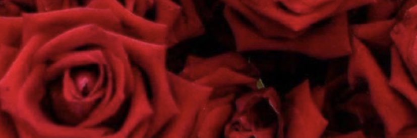 Elizabeth_Yammy's profile banner image