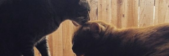 realrobjohnston's profile banner image