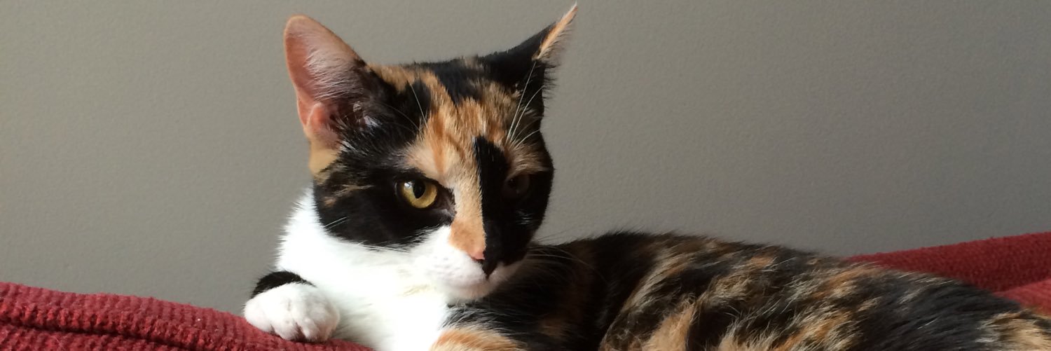 foxsmokey2's profile banner image