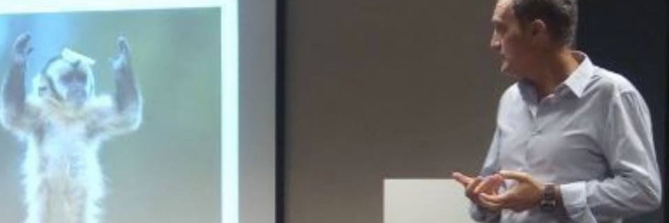 dcollico banner