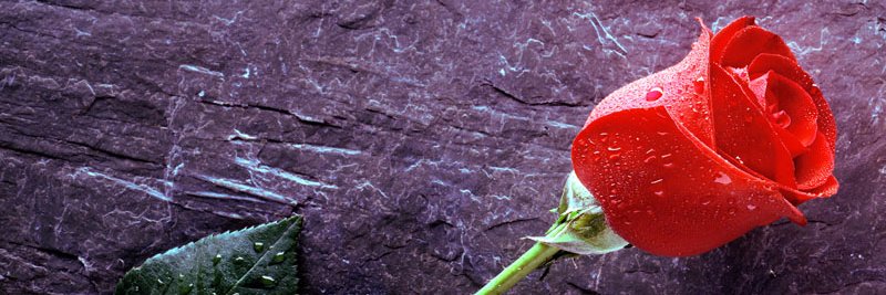 Stazinka1's profile banner image