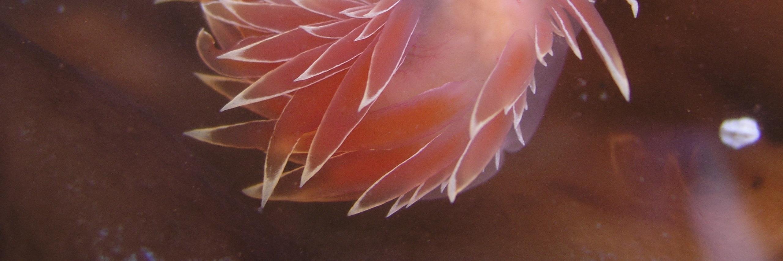 Carissa ✨ Lights The Abyss ✨ Is moving to Bluesky banner