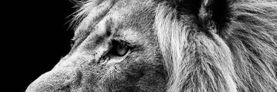 cesairsglen's profile banner image