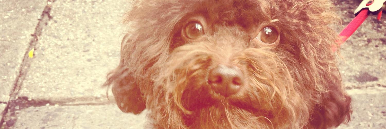 Amber Vanderzee banner