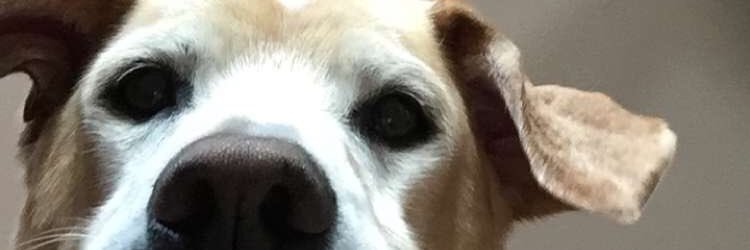project_FISH_'s profile banner image