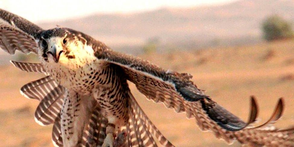 abusaud2002's profile banner image