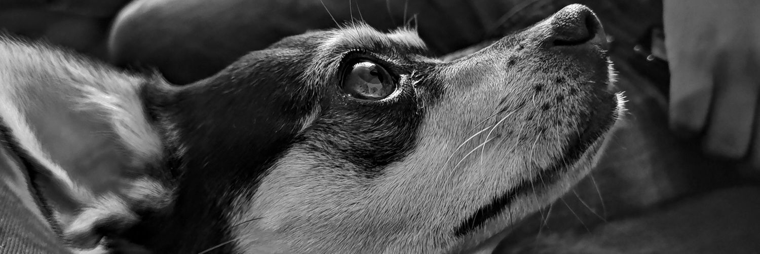 CescPac's profile banner image