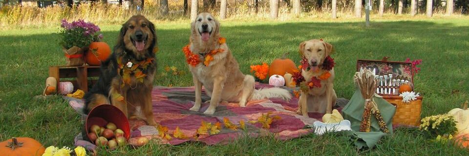 joannecasey5's profile banner image