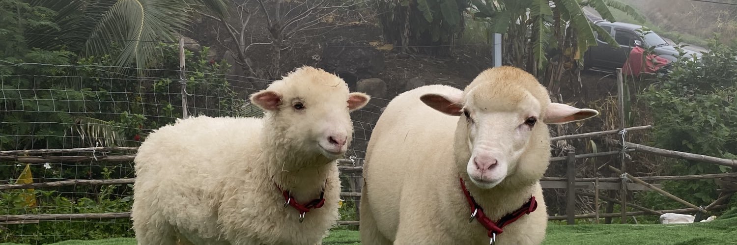 nutnimook's profile banner image