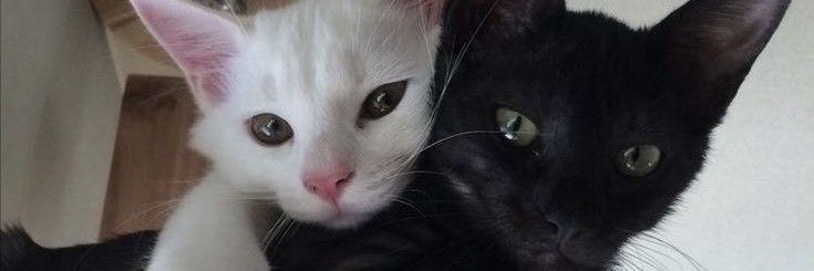 fogão cu que entope banner